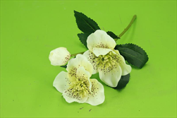 Uk Helleborus 3 květy 34cm krémový - velkoobchod, dovoz květin, řezané květiny Brno