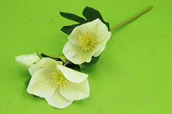 Uk Helleborus 33cm bílo-zelená - velkoobchod, dovoz květin, řezané květiny Brno