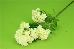 Uk Viburnum X5/87cm krémové - velkoobchod, dovoz květin, řezané květiny Brno