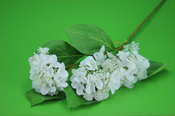 Uk Hydrangea X3 82cm bílá - velkoobchod, dovoz květin, řezané květiny Brno