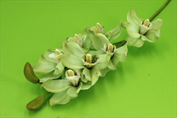 Uk Cymbidium 74cm zelené - velkoobchod, dovoz květin, řezané květiny Brno