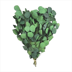 EUCALYPTUS POPULUS ROUND LEAF FOLIAGE ABSORBTION GREEN SLEEVE ( 150 g ) - velkoobchod, dovoz květin, řezané květiny Brno