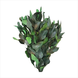 EUCALYPTUS WILLOW FOLIAGE ABSORBTION GREEN SLEEVE ( 150 g ) - velkoobchod, dovoz květin, řezané květiny Brno