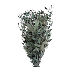 PRESERVED EUCALYPTUS BABY BLUE FOLIAGE ABSORBTION GREEN SLEEVE ( 150 g ) - velkoobchod, dovoz květin, řezané květiny Brno