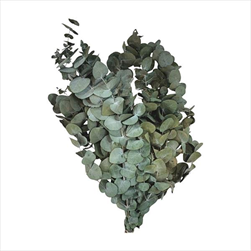 PRESERVED EUCALYPTUS CINREA FOLIAGE ABSORBTION GREEN SLEEVE ( 150 g ) - velkoobchod, dovoz květin, řezané květiny Brno