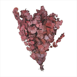 PRESERVED EUCALYPTUS CINREA FOLIAGE ABSORBTION RED SLEEVE ( 150 g ) - velkoobchod, dovoz květin, řezané květiny Brno