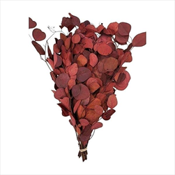 PRESERVED EUCALYPTUS WILLOW FOLIAGE ABSORBTION RED SLEEVE ( 150 g ) - velkoobchod, dovoz květin, řezané květiny Brno