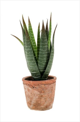 Uk Aloe Vera 23cm květináč - velkoobchod, dovoz květin, řezané květiny Brno