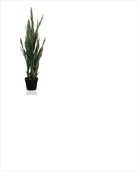 Uk Sansevieria 97cm - velkoobchod, dovoz květin, řezané květiny Brno