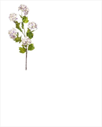 Uk Viburnum 88cm modré - velkoobchod, dovoz květin, řezané květiny Brno