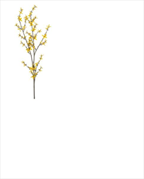 Uk forsythia 110cm - velkoobchod, dovoz květin, řezané květiny Brno