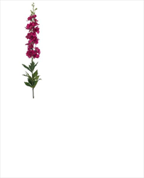 Uk delphinium 90cm fuchsiové - velkoobchod, dovoz květin, řezané květiny Brno