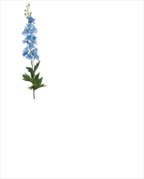 Uk delphinium 90cm světle modré - velkoobchod, dovoz květin, řezané květiny Brno