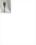 Uk Fritilaria X3 kráska 26cm - velkoobchod, dovoz květin, řezané květiny Brno