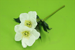 Uk Helleborus 3 květy 34cm bílý - velkoobchod, dovoz květin, řezané květiny Brno