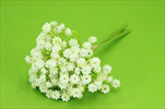 Uk Gypsophila X6/27cm cream - velkoobchod, dovoz květin, řezané květiny Brno