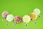Uk květ jiřina 8cm - velkoobchod, dovoz květin, řezané květiny Brno