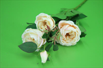 UK VĚTEV růže Wild 75cm PEARL PEACH - velkoobchod, dovoz květin, řezané květiny Brno