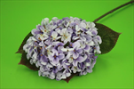 Uk hortenzie fialová - velkoobchod, dovoz květin, řezané květiny Brno