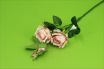 Uk Růže X2/55cm - velkoobchod, dovoz květin, řezané květiny Brno