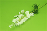 Uk Delphinium 87cm bílé - velkoobchod, dovoz květin, řezané květiny Brno