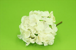 Uk hortenzie 28cm bílá - velkoobchod, dovoz květin, řezané květiny Brno