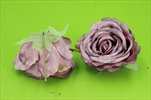 Uk Růže zápich 11cm - velkoobchod, dovoz květin, řezané květiny Brno