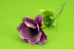 UK Anemone LTPU - velkoobchod, dovoz květin, řezané květiny Brno