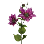 Clematis x2/11cm/81cm sv.fialová - velkoobchod, dovoz květin, řezané květiny Brno