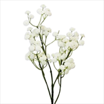 Gypsophila 62cm bílá - velkoobchod, dovoz květin, řezané květiny Brno