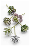 Uk Succulent 6pcs - velkoobchod, dovoz květin, řezané květiny Brno
