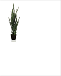 Uk Sansevieria 97cm - velkoobchod, dovoz květin, řezané květiny Brno