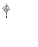 Uk Oliva strom 115cm - velkoobchod, dovoz květin, řezané květiny Brno