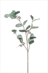 Uk Eucalyptus grey 73cm - velkoobchod, dovoz květin, řezané květiny Brno