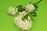 Uk Viburnum 88cm růžové - velkoobchod, dovoz květin, řezané květiny Brno