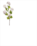 Uk Viburnum 88cm modré - velkoobchod, dovoz květin, řezané květiny Brno